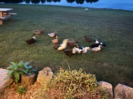 IMG_1227(2)