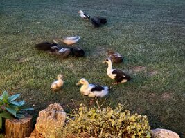 IMG_1229(2)