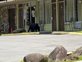 IMG_0438