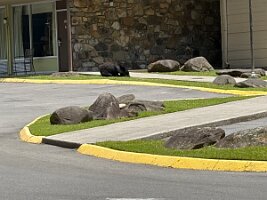 IMG_0441