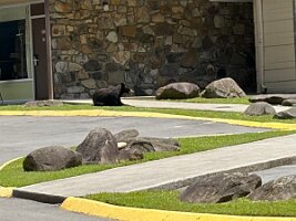IMG_0442