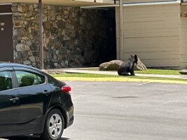 IMG_0445